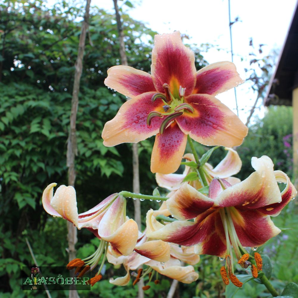 OT hübriidliilia 'Scheherazade'