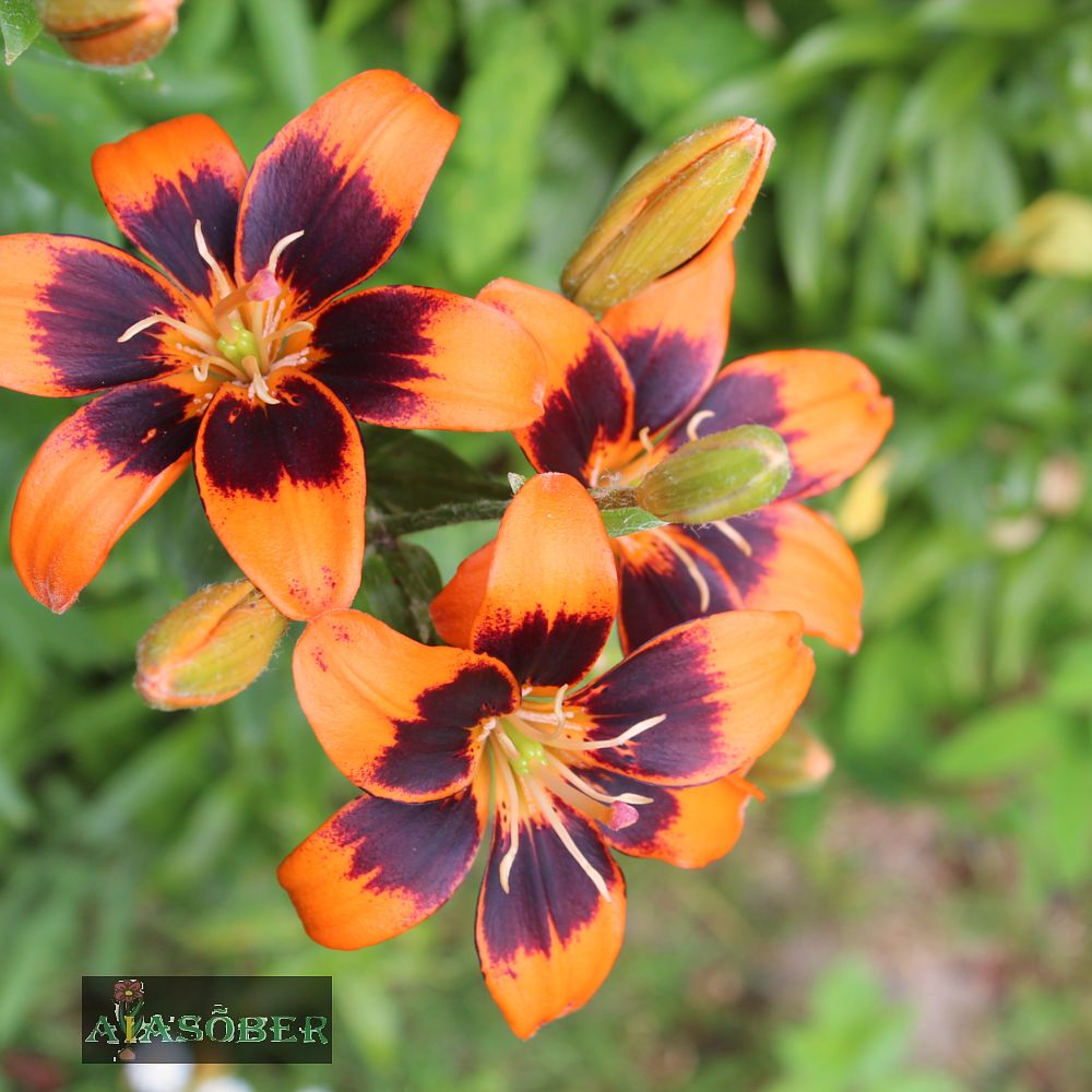 Aasialiilia 'Forever Susan' 1tk/pk - Image 3