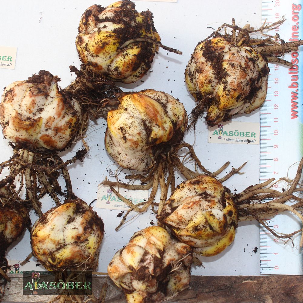 Aasialiilia 'Forever Susan' 1tk/pk - Image 4