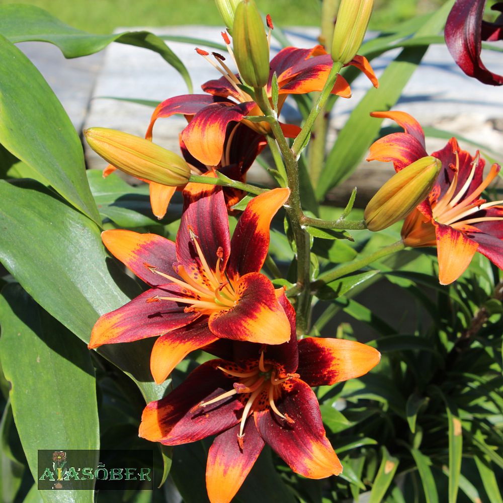 Aasialiilia 'Forever Susan' 1tk/pk