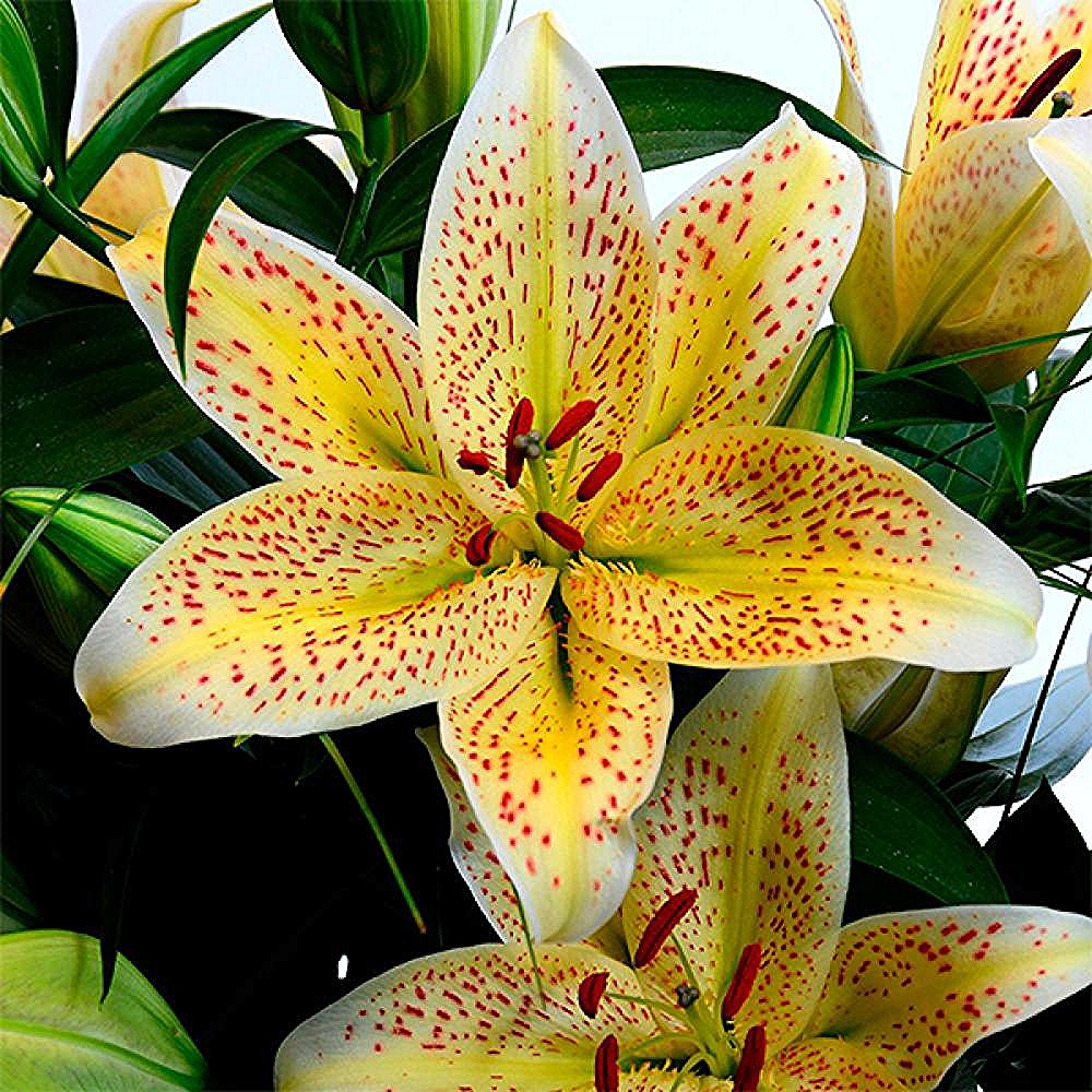 Idaliilia 'Tigermoon' 2 tk/pk