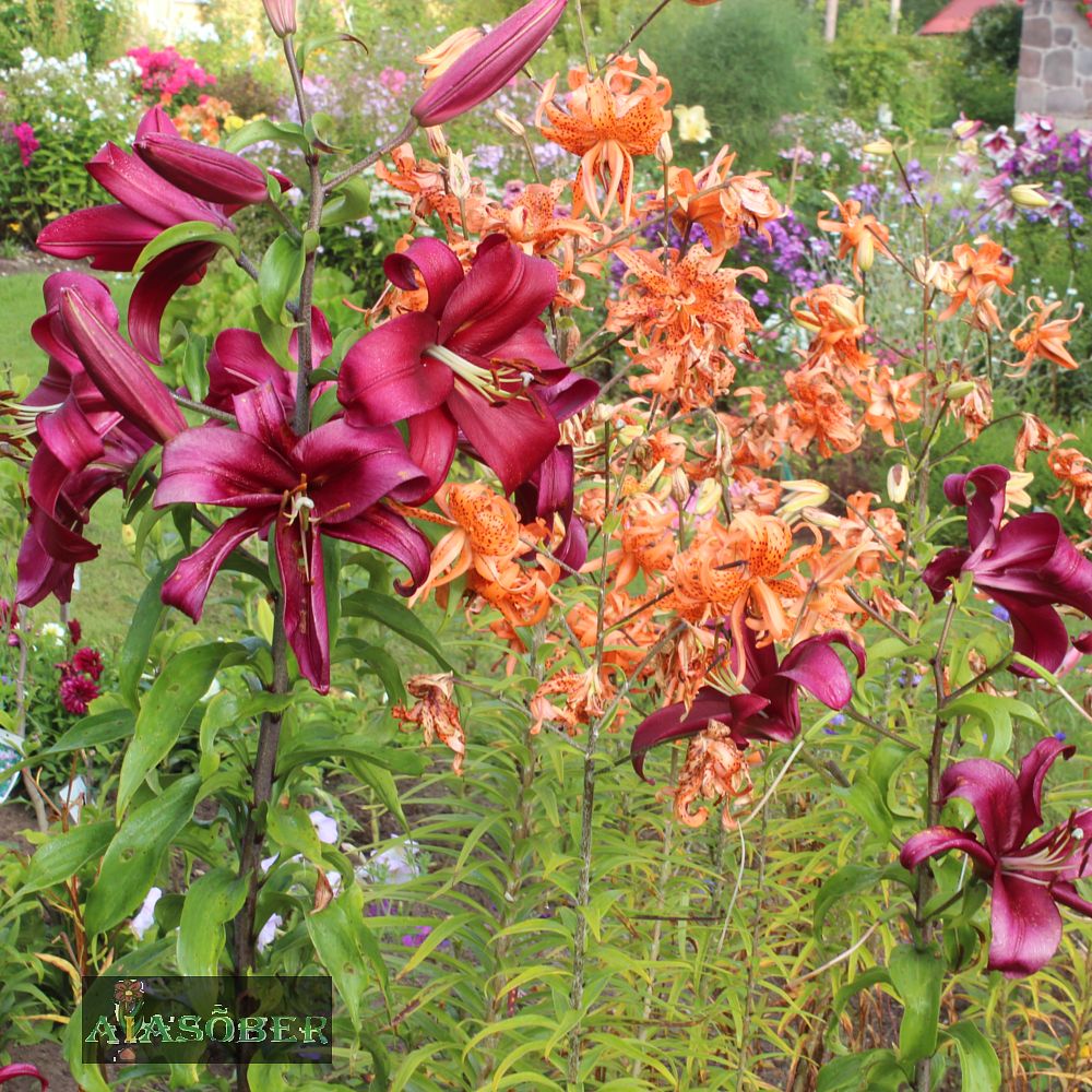 Lõhnavate liiliate segu 25 tk pakis - Image 2