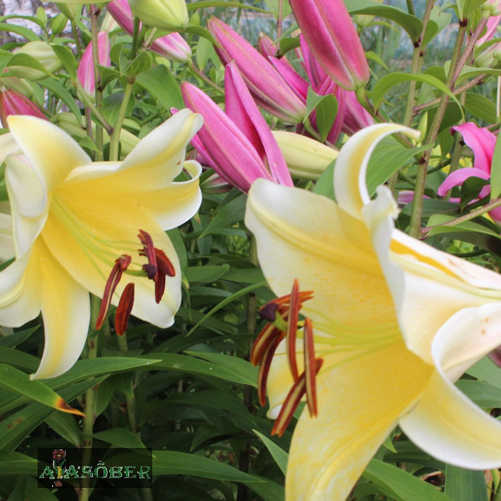 Lõhnavate liiliate segu 25 tk pakis - Image 3