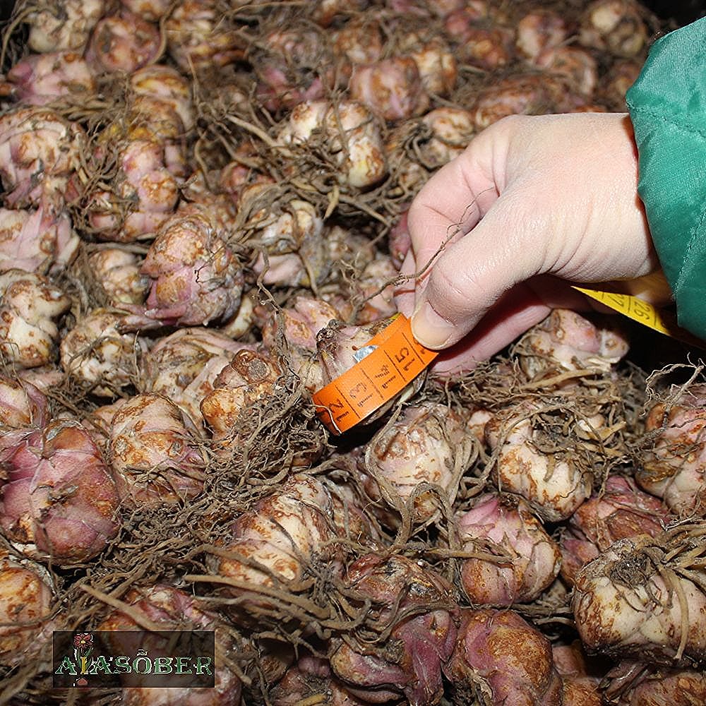 Lõhnavate liiliate segu 25 tk pakis - Image 4