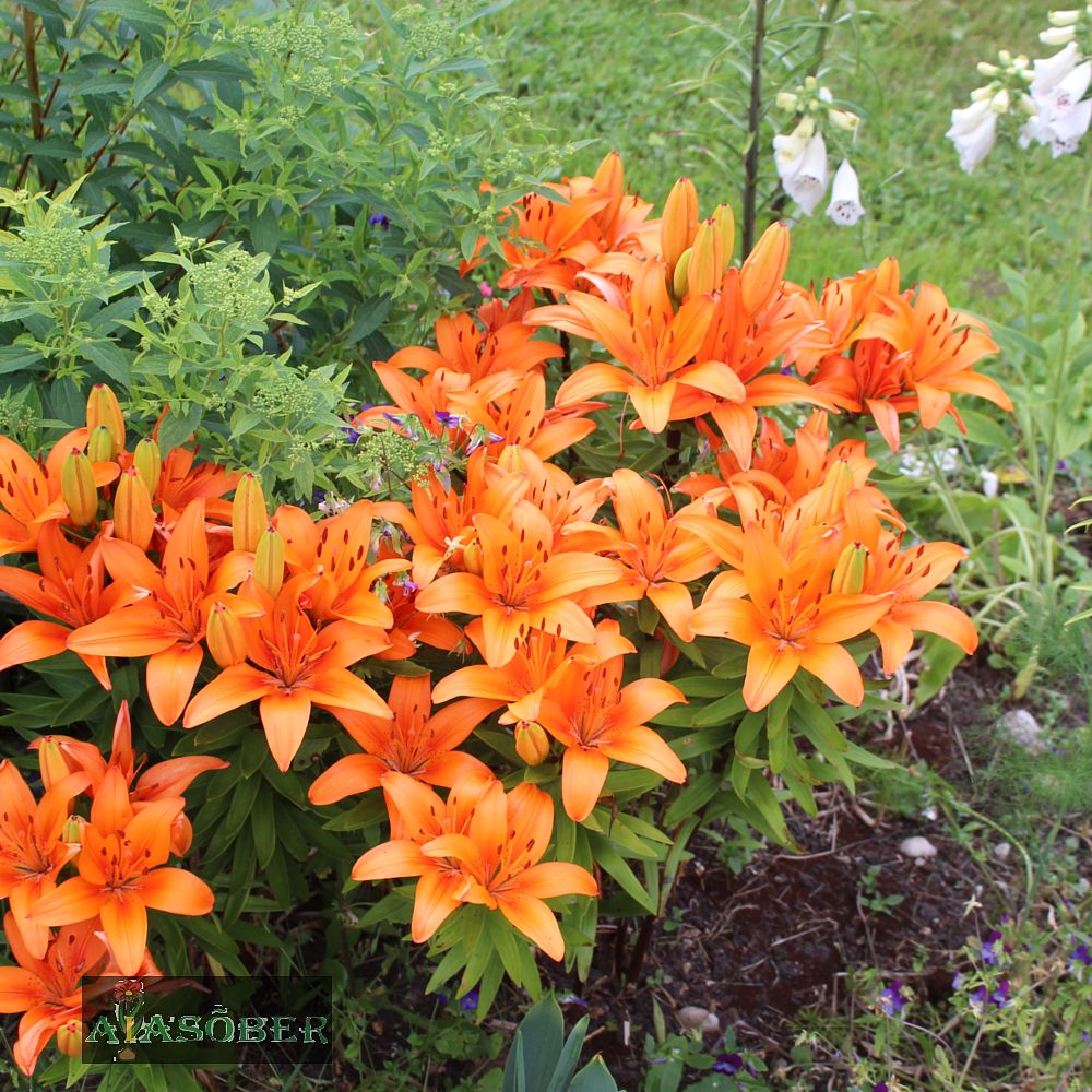 Aasia liilia 'Matrix' 2 tk pk - Image 2