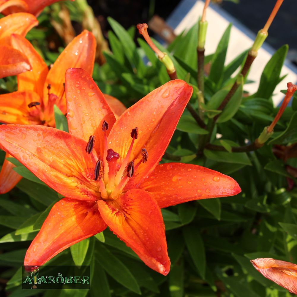 Aasia liilia 'Matrix' 2 tk pk - Image 3