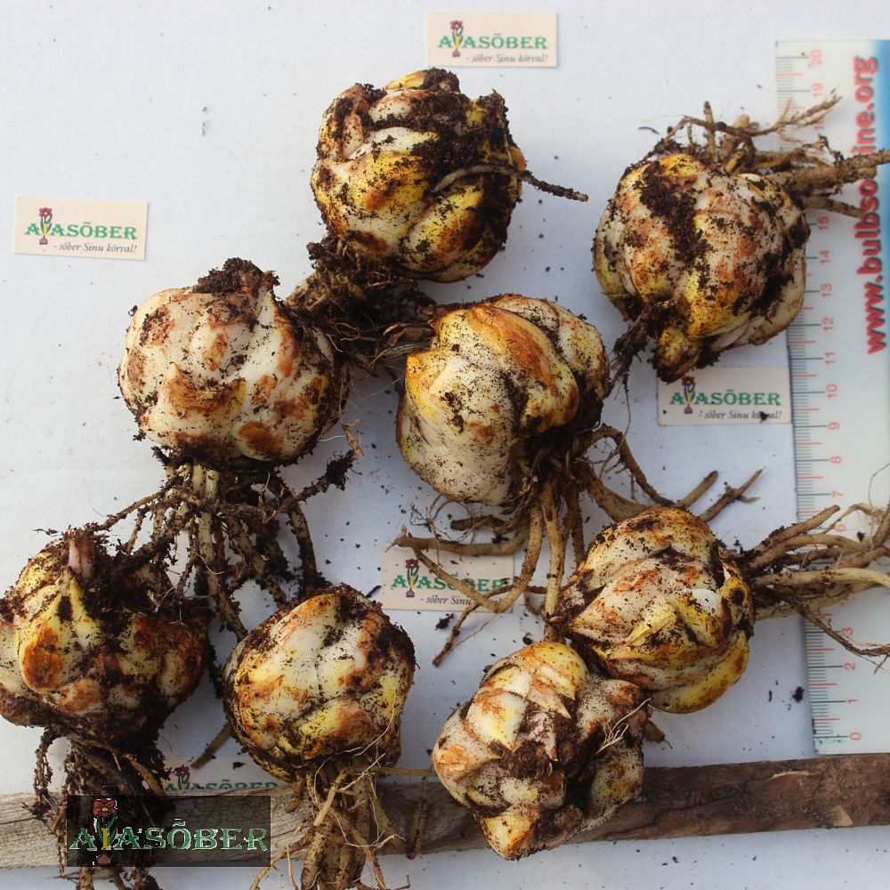 Aasia liilia 'Matrix' 2 tk pk - Image 4