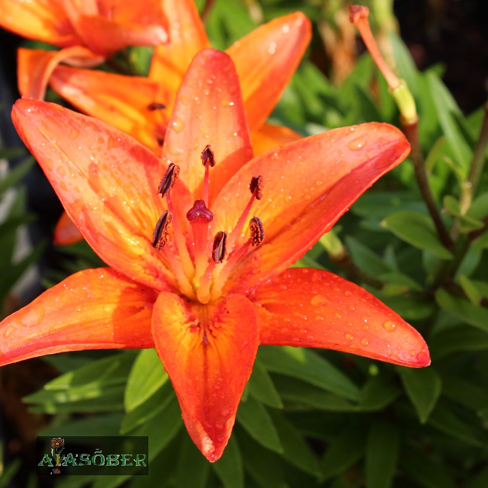 Aasia liilia 'Matrix' 2 tk pk