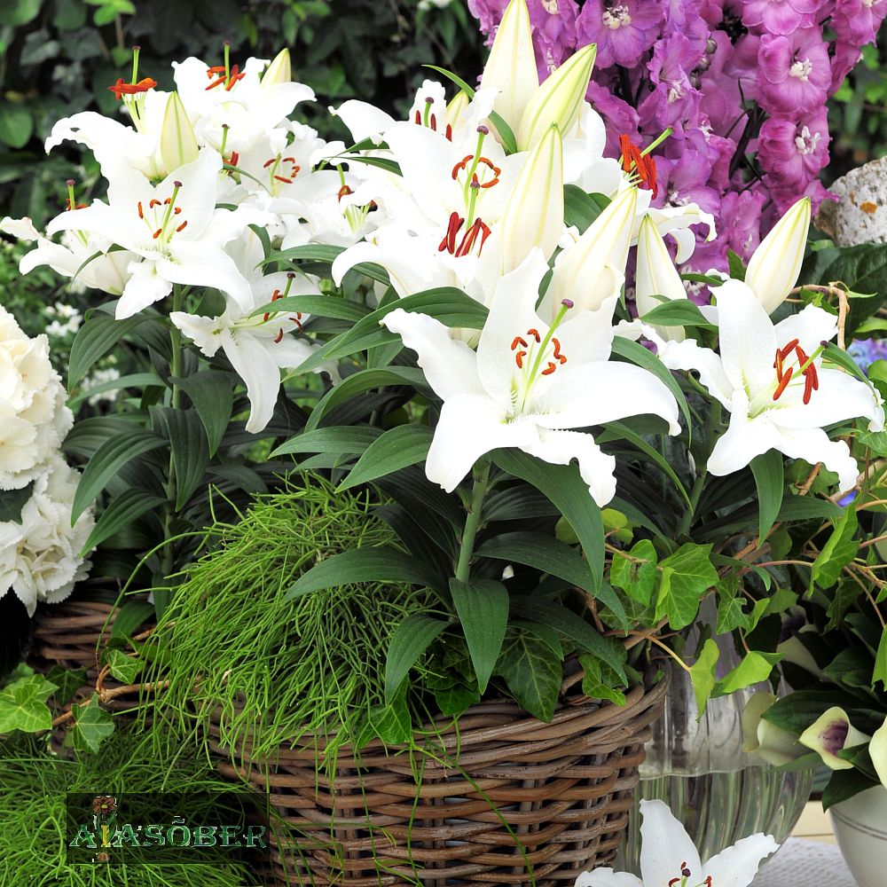 Idaliilia 'Premium Blond' 2 tk/pk - Image 2