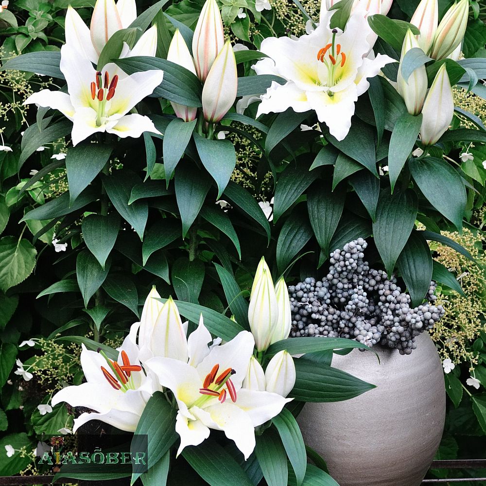 Idaliilia 'Premium Blond' 2 tk/pk - Image 3