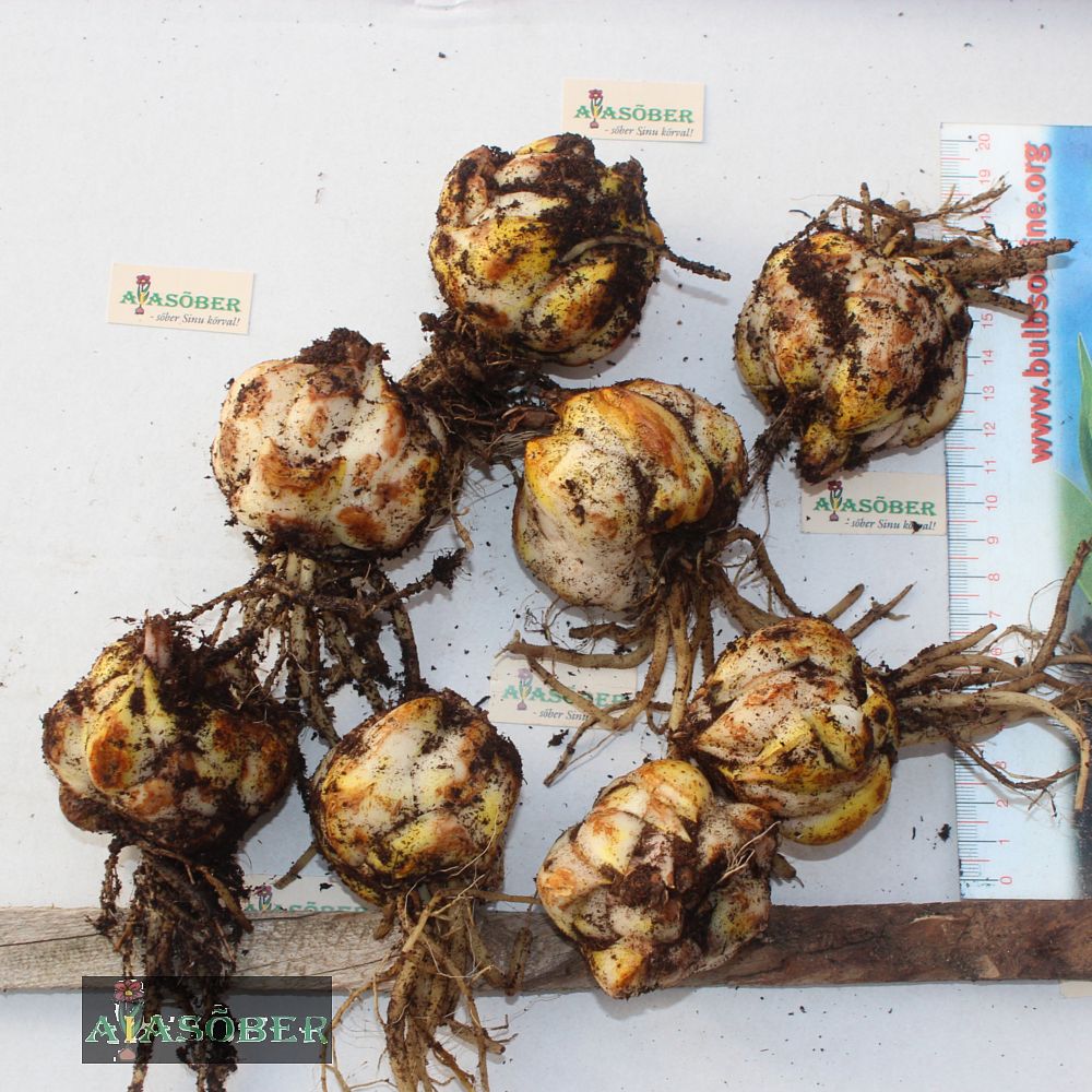 Idaliilia 'Premium Blond' 2 tk/pk - Image 4