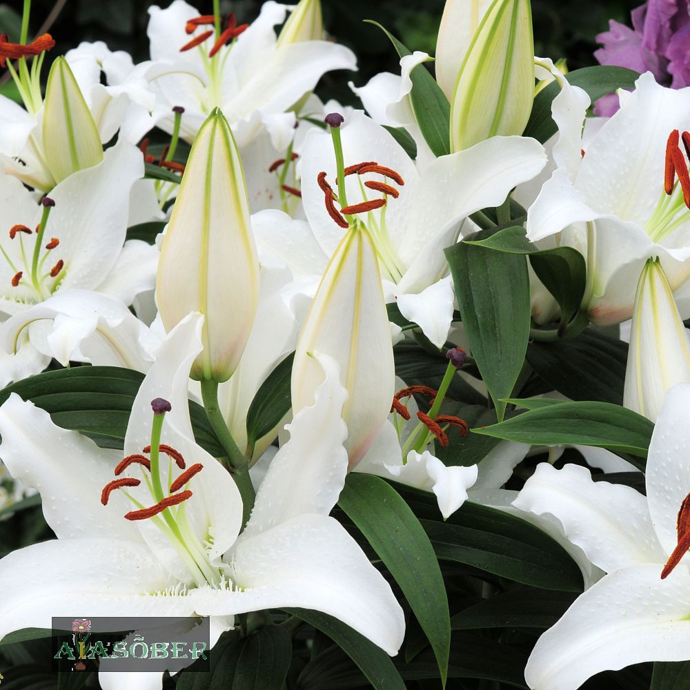 Idaliilia 'Premium Blond' 2 tk/pk