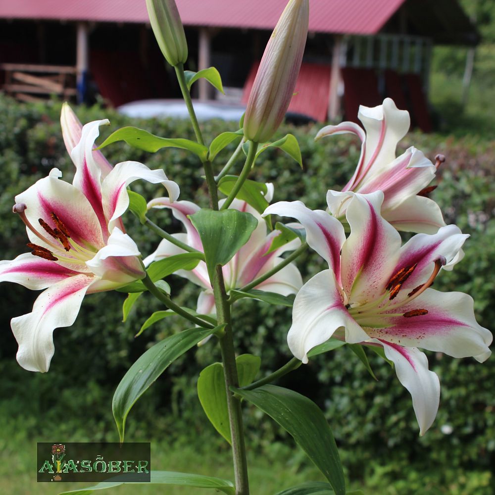 Idaliilia 'Big Smile' 1tk/pk