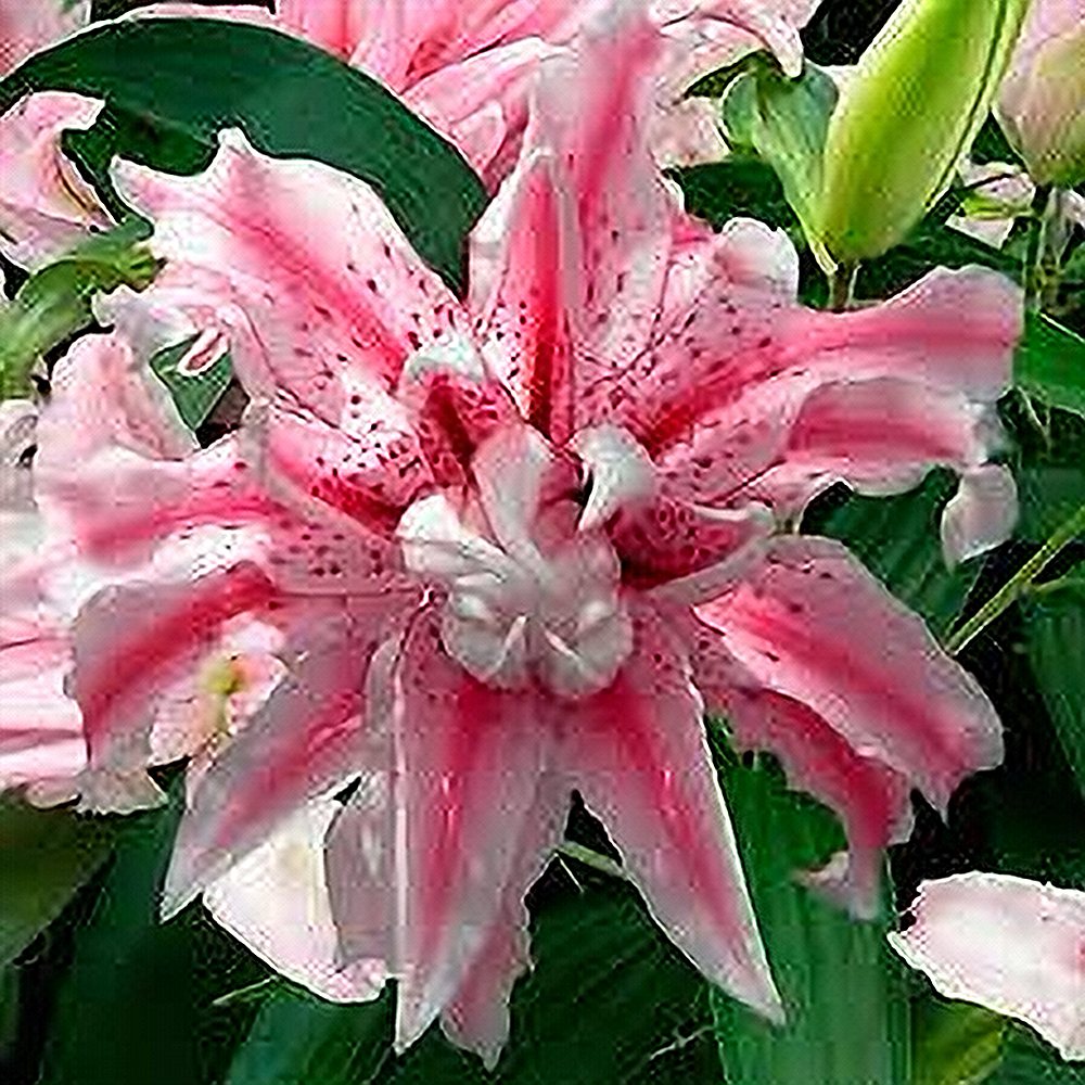 Idaliilia 'Magic Star' 1tk/pk