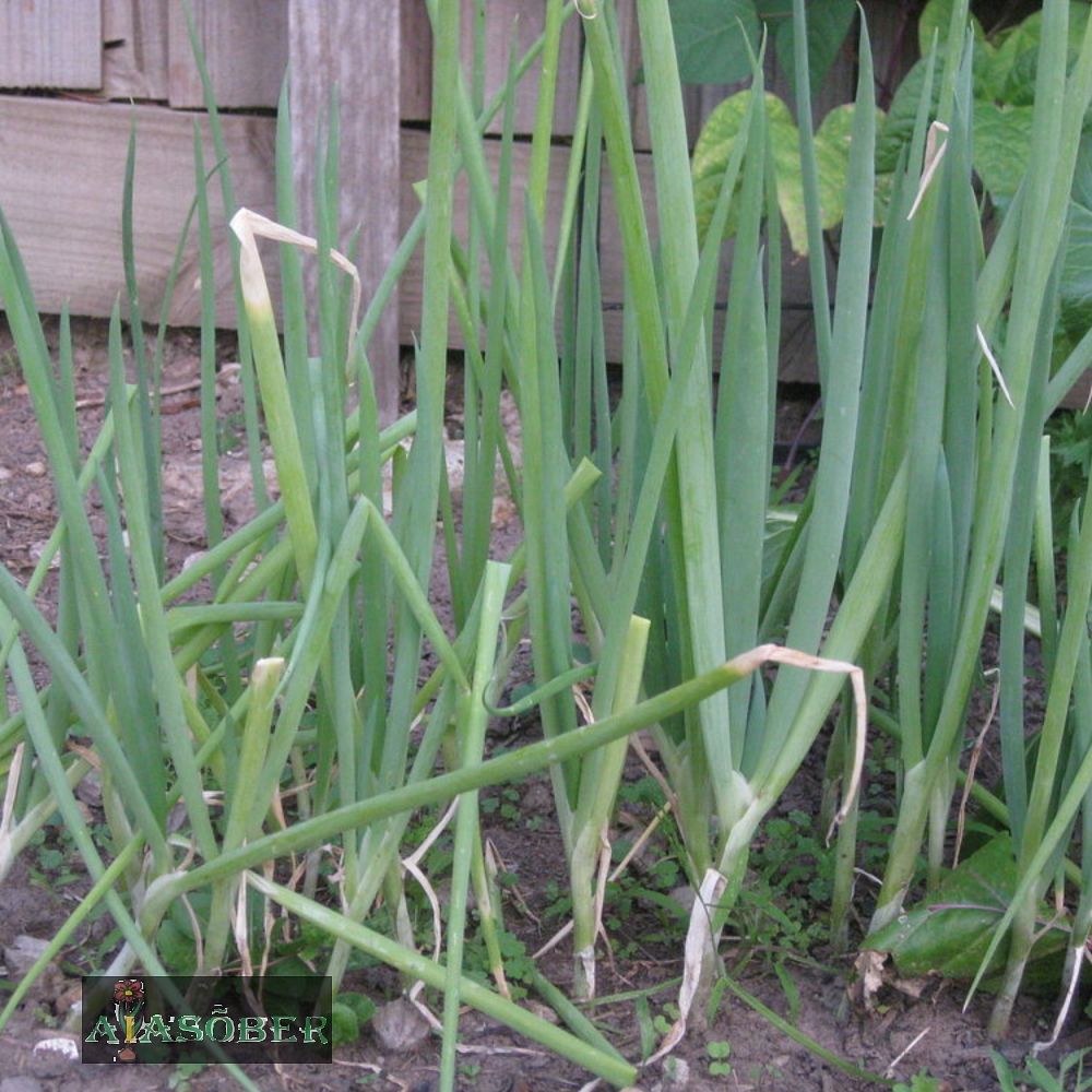 Söögisibul 'Red Baron' 250 gr - Image 3