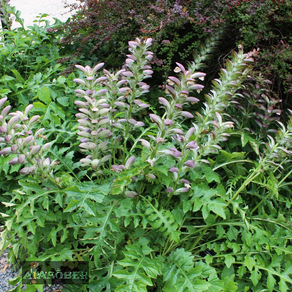 Pikalehine karusõrg  Karusõrg – kas püsilill, kes kuulutab meie siinse kliima soojenemist? Kirjutis väljaandele AED Tekst ja fotod: Lembuit Kaarna Lillekasvatus
