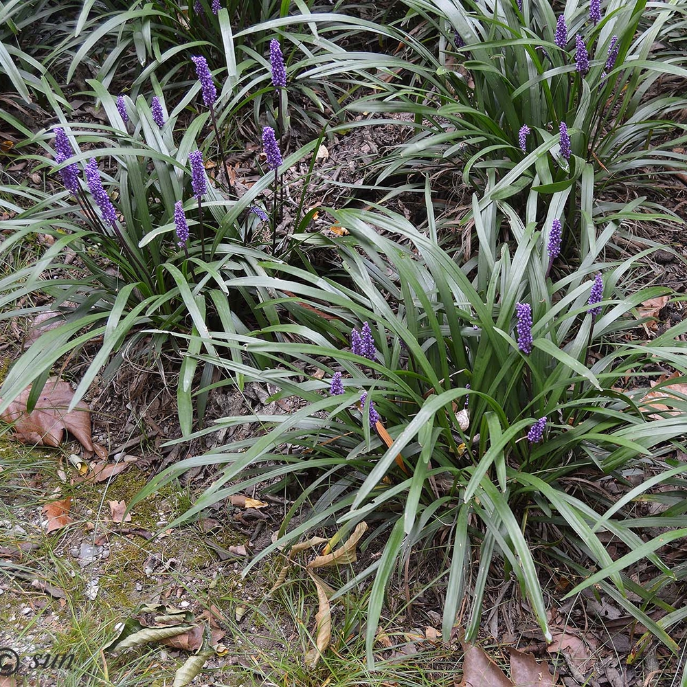 Tihe habemätas  Habemätas (Liriope) on 5-6  liigiga puhmikuliste, risoomsete ja muguljate igihaljaste ja pooligihaljaste taimede perekond liilialiste (Liliaceae