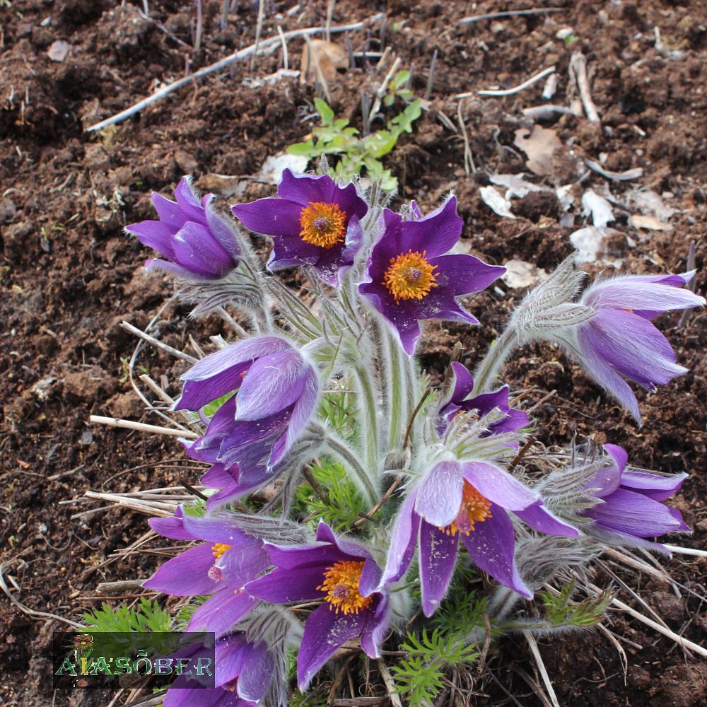Harilik karukell valgeõieline  Karukellad – kellad hellad! Kirjutis väljaandele AED  Tekst ja fotod: Lembit Kaarna Lillekasvatuse aednik Nimetused. Saksa k. Küc