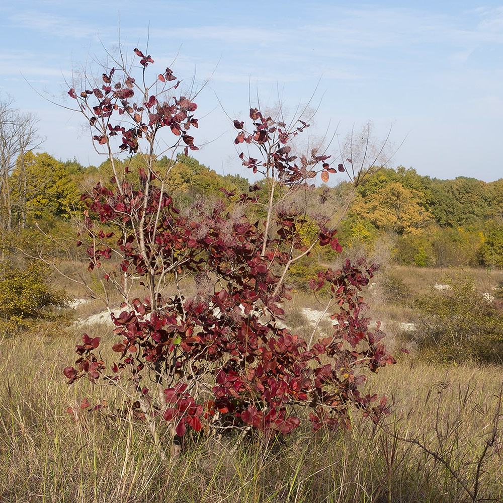 Harilik parukapuu 'Royal Purple' - Image 3