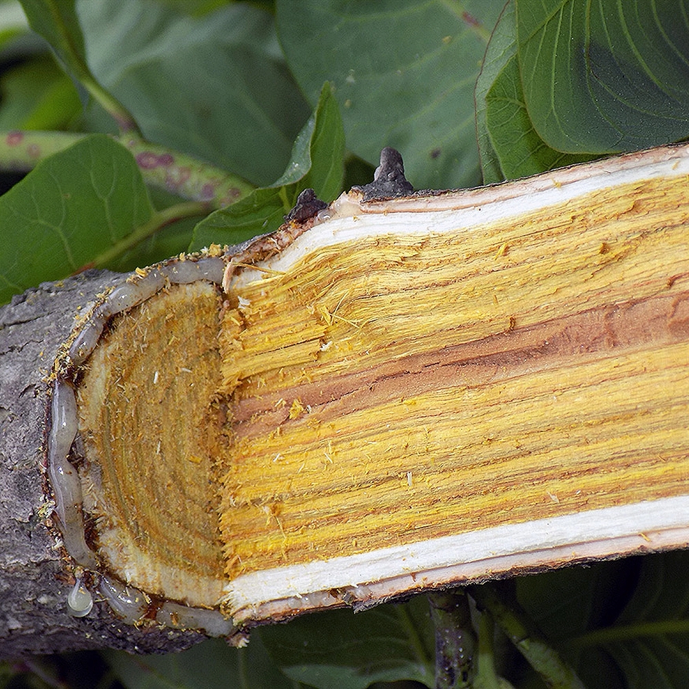 Harilik parukapuu 'Royal Purple' - Image 4