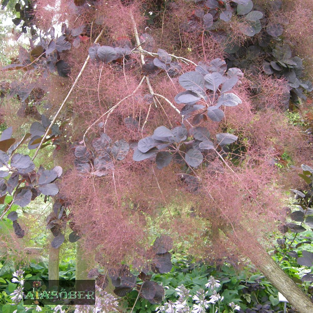 Harilik parukapuu 'Royal Purple'