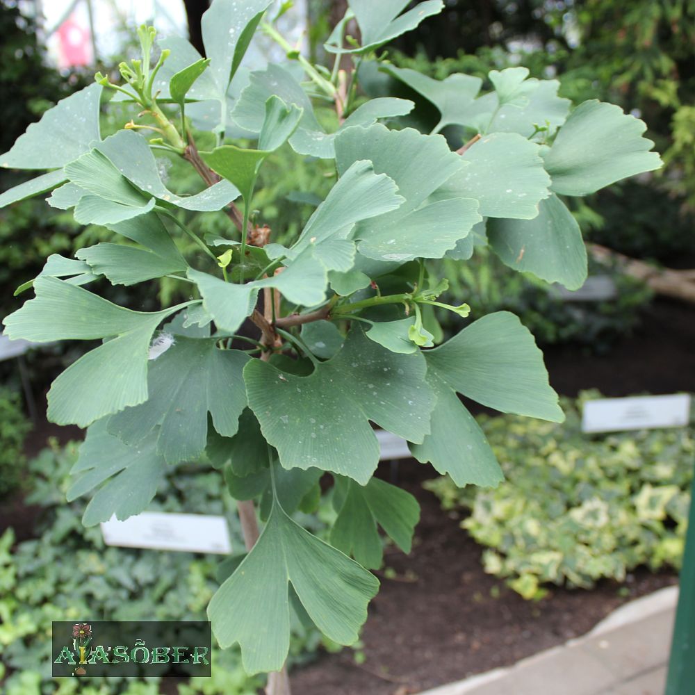 Hõlmikpuu 'Mariken' - Image 2