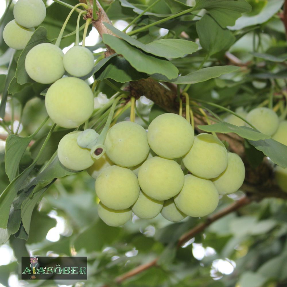 Hõlmikpuu 'Mariken' - Image 4