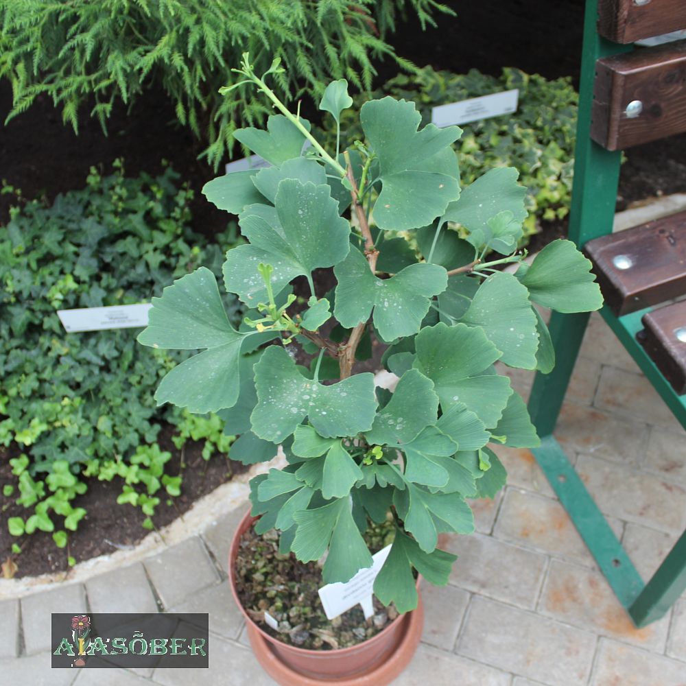 Hõlmikpuu 'Mariken'