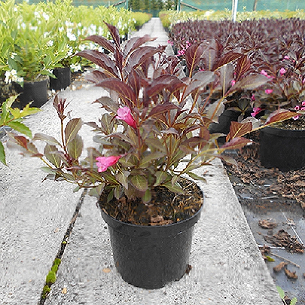 Kaunis veigela 'Alexandra'