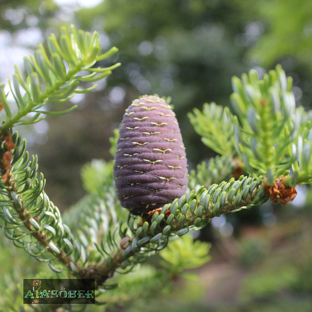 Korea nulg 'Silberlocke' - Image 2