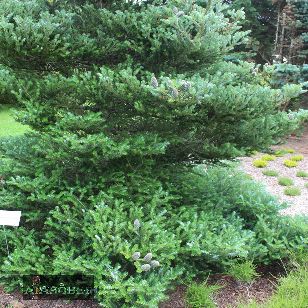 Korea nulg 'Silberlocke' - Image 3