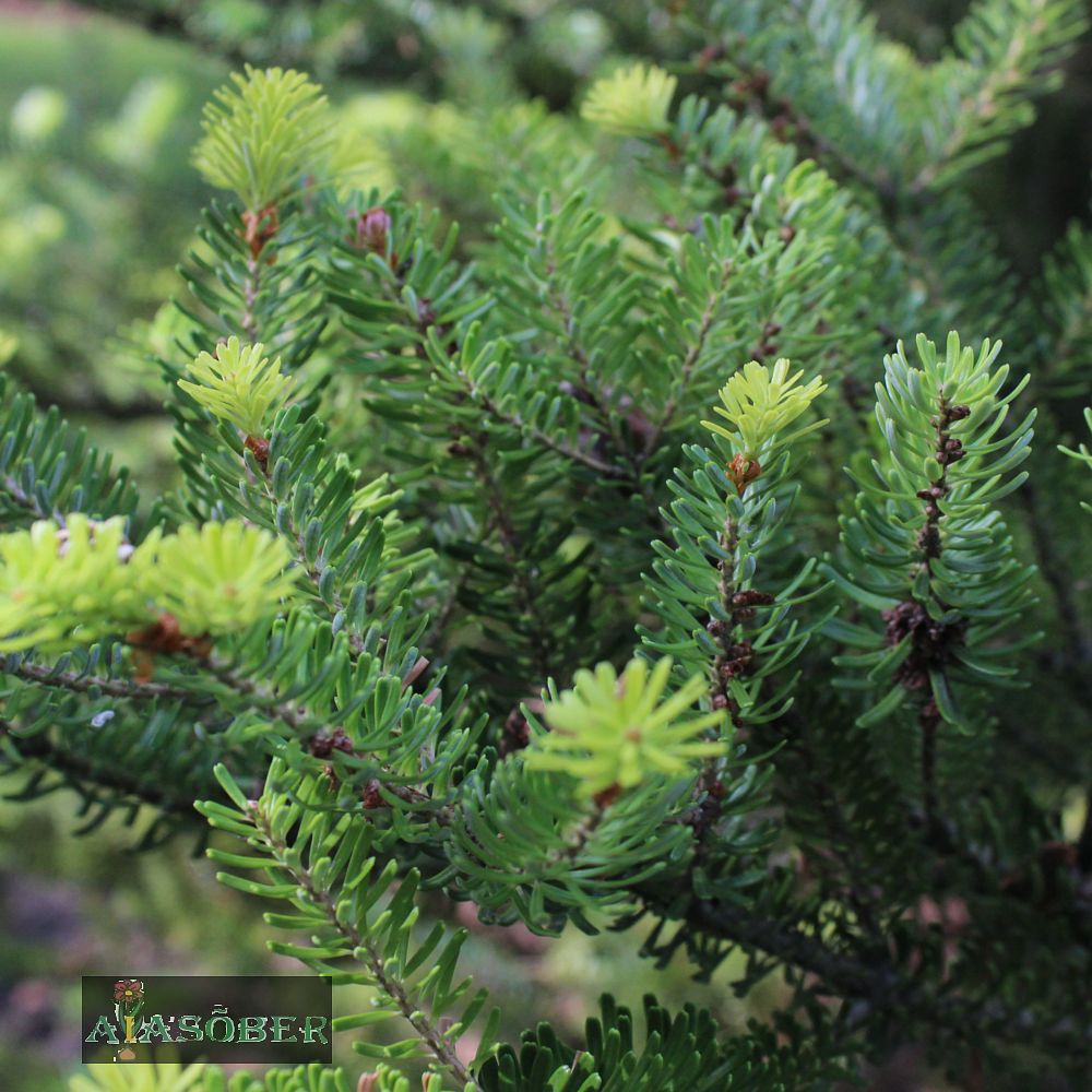 Korea nulg 'Silberlocke' - Image 4