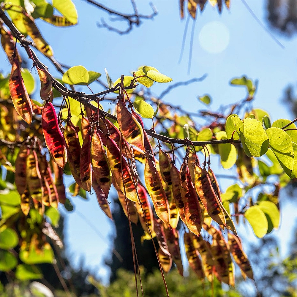 Harilik juudapuu - Image 3