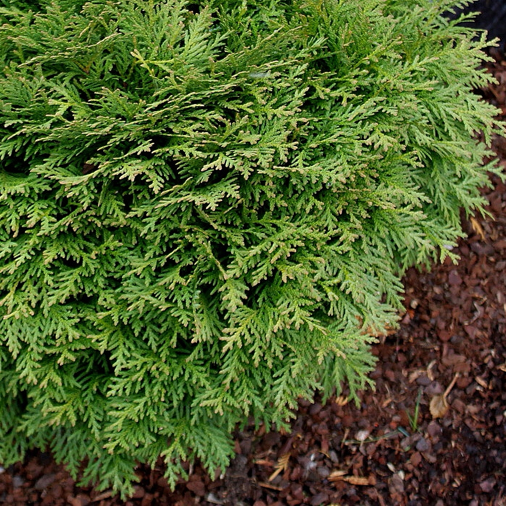 Harilik elupuu 'Danica' - Image 3