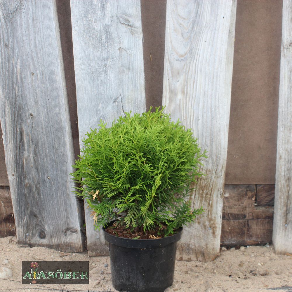 Harilik elupuu 'Danica'