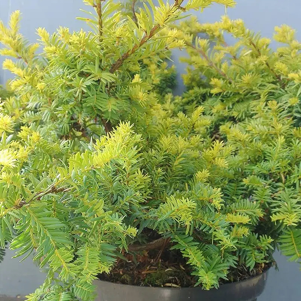 Harilik jugapuu 'Summergold' - Image 2