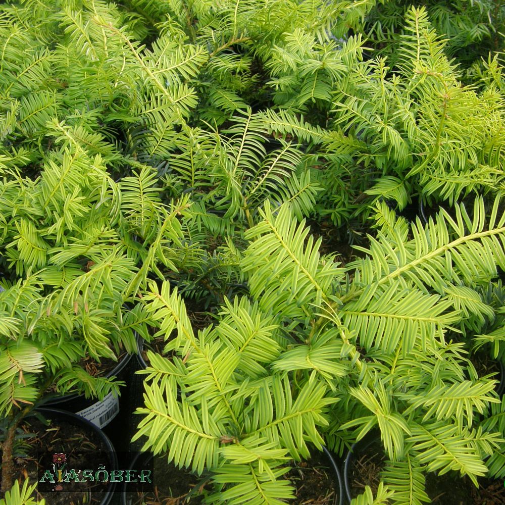 Harilik jugapuu 'Summergold'