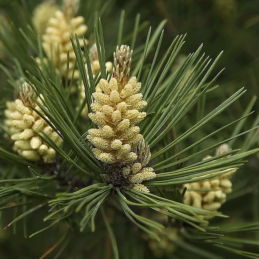 Kalmumänd 'Low Glow' - Image 2