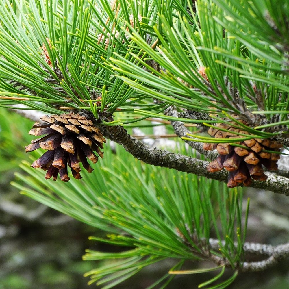 Kalmumänd 'Low Glow' - Image 3