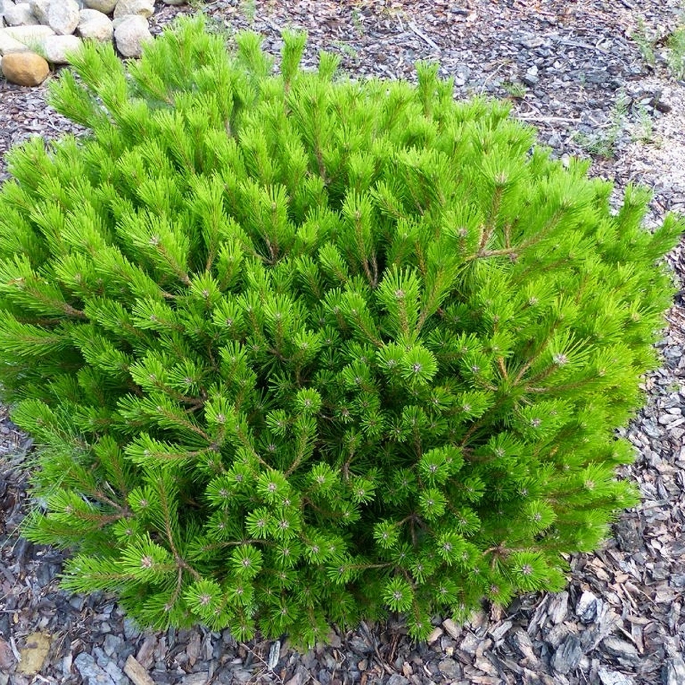 Kalmumänd 'Low Glow' - Image 4