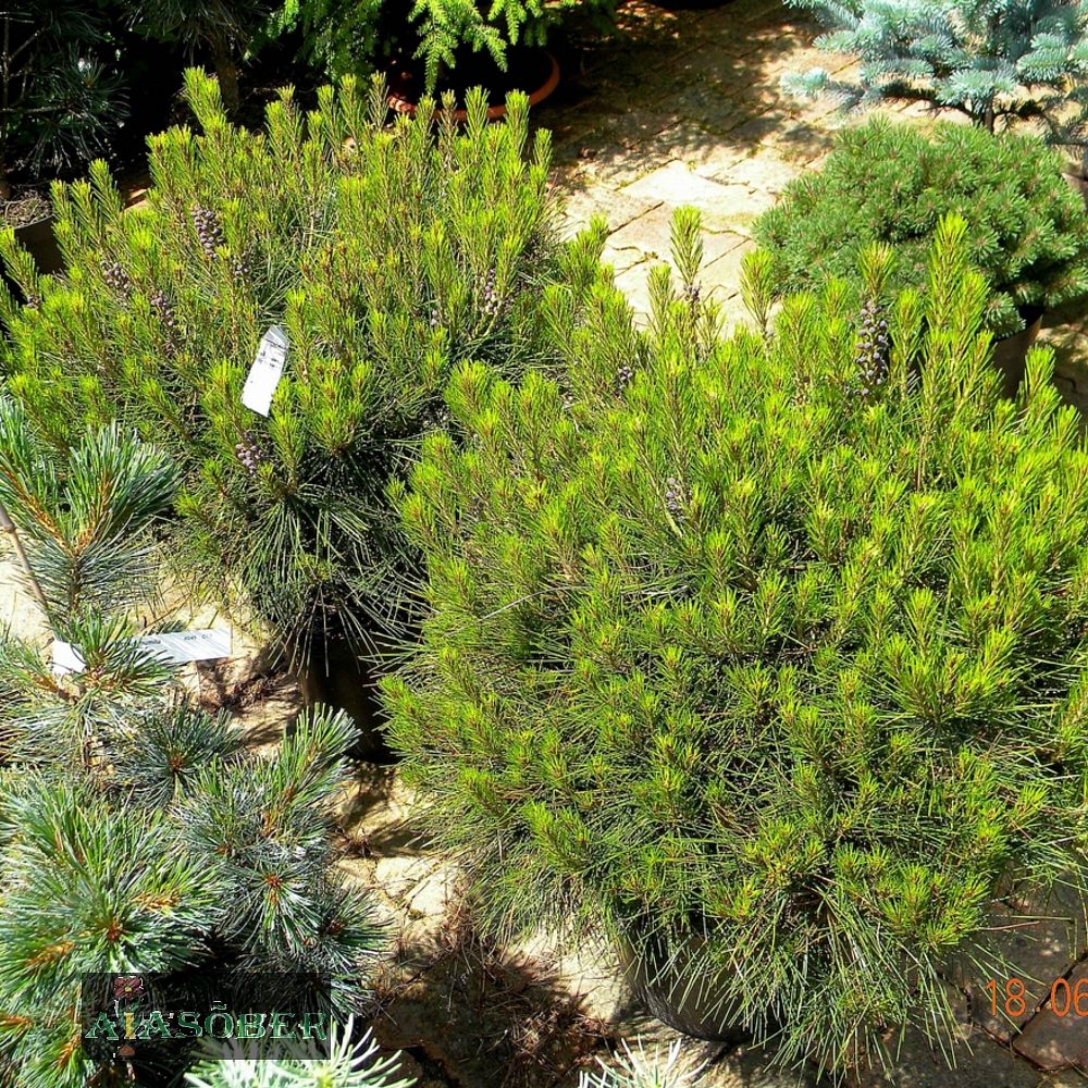 Kalmumänd 'Low Glow'