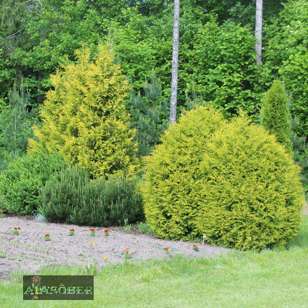 Harilik elupuu 'Golden Globe' - Image 2