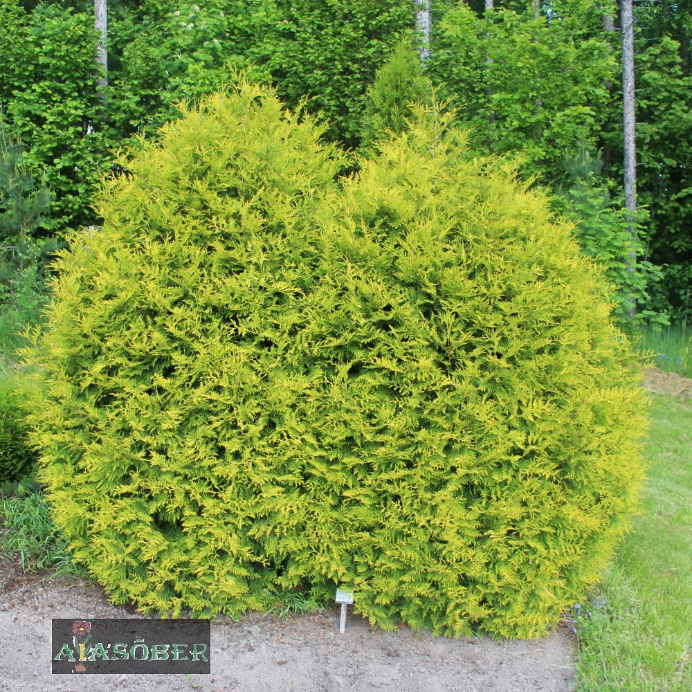 Harilik elupuu 'Golden Globe'