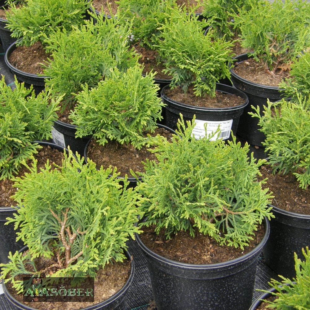 Harilik elupuu 'Tiny Tim' - Image 2