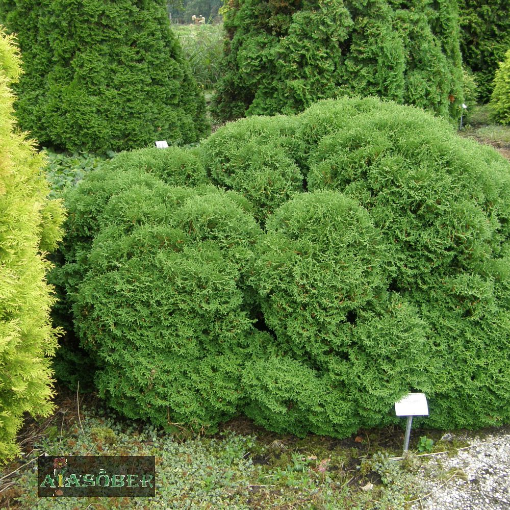 Harilik elupuu 'Tiny Tim' - Image 3