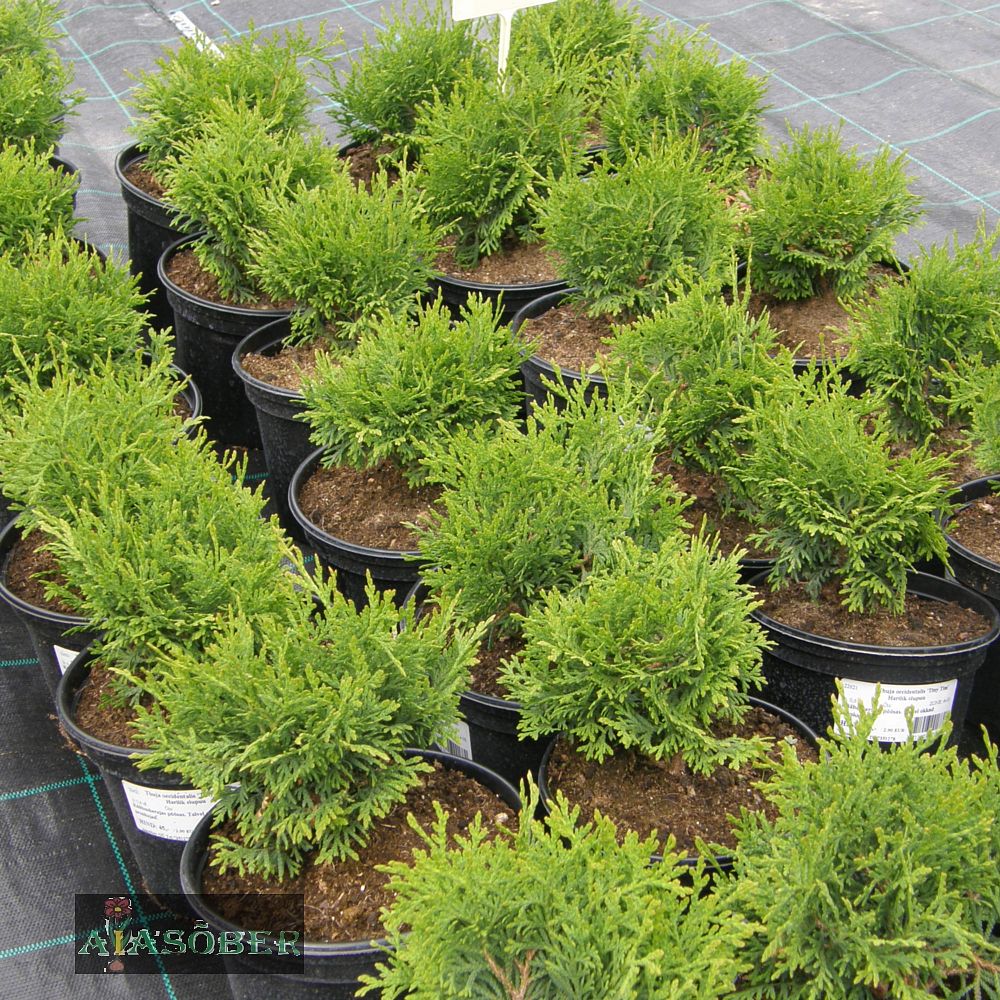 Harilik elupuu 'Tiny Tim' - Image 4