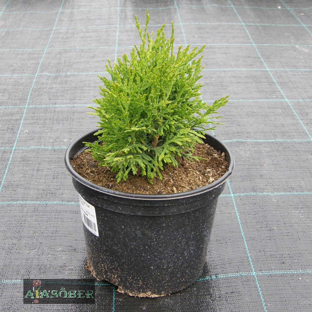 Harilik elupuu 'Tiny Tim'