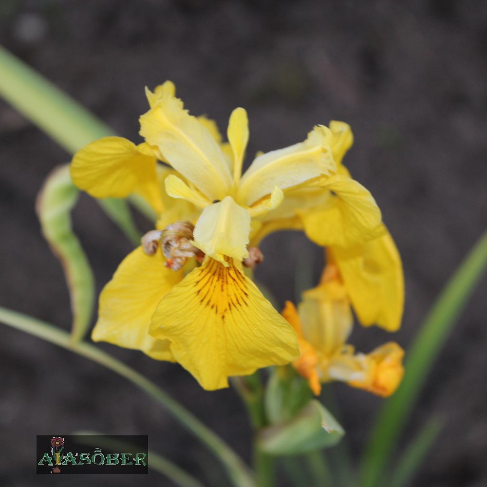 Kollane võhumõõk 'Variegata' - Image 3