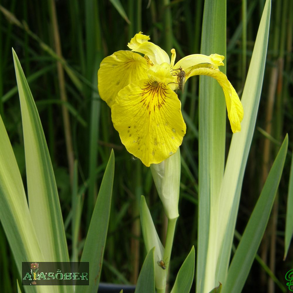 Kollane võhumõõk 'Variegata' - Image 4