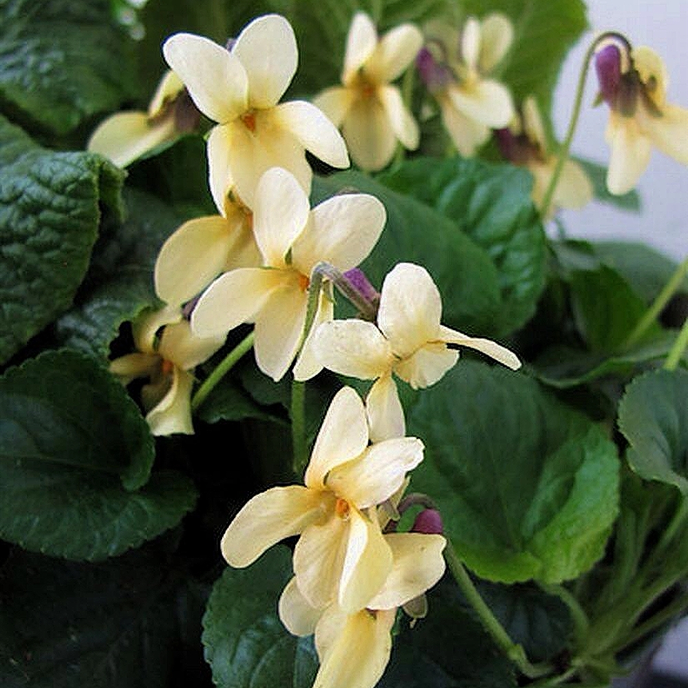 Lõhnav kannike 'Sulphurea'